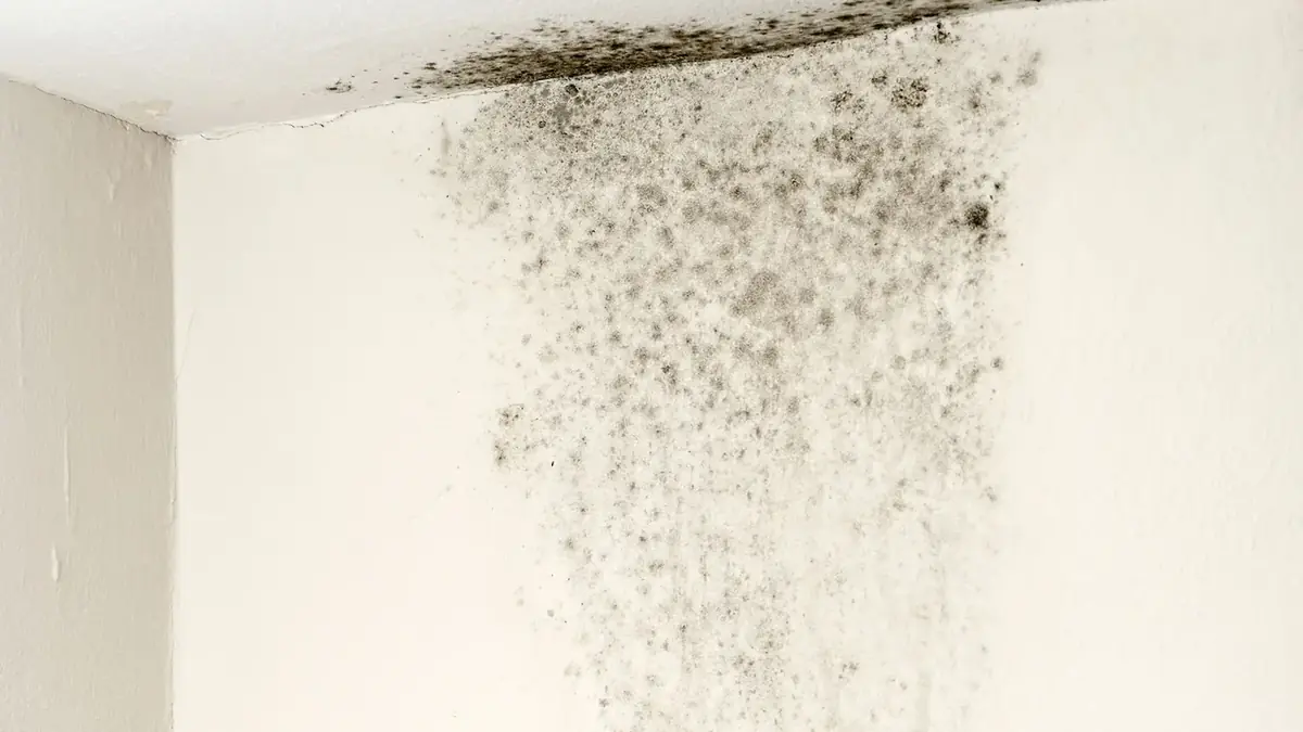 Closeup of black mold growth spreading across an interior wall
